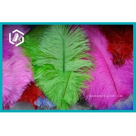 Wholesale Brand New Ostrich Feather for Party Decoration