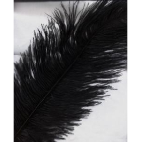 New Ostrich Feather 7-8 Inches Long