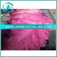 Ostrich Feather