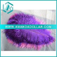 Ostrich Feather