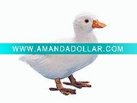 Wholesale duck
