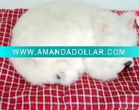 Wholesale fashion toy dog