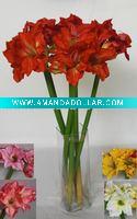artificial flower(Clvia miniata)