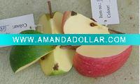 Wholesale Ornamental fruits