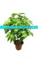 Wholesale Money plant Bonsai