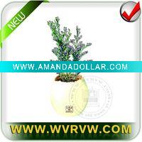 magic plant-sensitive plant