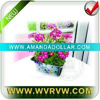 Wholesale magic plant-sensitive plant