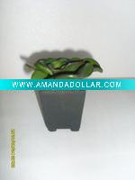 Wholesale Artificial Desert Plants