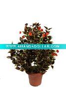 Wholesale Money plant Bonsai