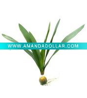 Wholesale Angraecum Orchid Foliage