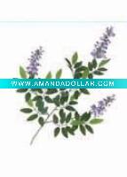 Artificial Leaves