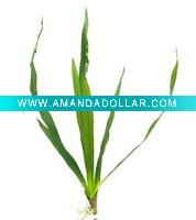 Wholesale Cymbidimium orchid Leaves