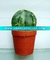 Wholesale artificial cactus,artificial potted cactus,artificial desert plant