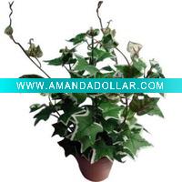 Wholesale Potted Ivy