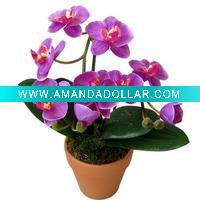 Wholesale Potted Silk Orchid