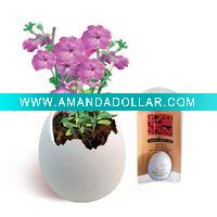 Wholesale Mini egg, mini plant