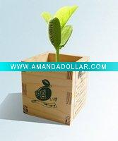 magic bean with wooden box