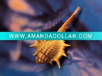 Natural Sea Shell conch craft -- Aquarium decoration