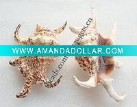 Wholesale Natural Shell Exhibit