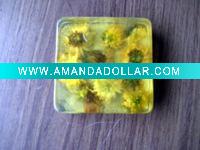 Chrysanthemum Soap Plant