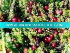 Cranberry Extract Powder