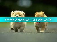 Wholesale 135g Sticker glossy photo paper