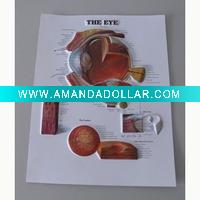 Wholesale 3D Education Poster