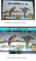 Wholesale Polarized Test Card