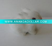 little animal model