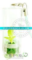 Wholesale Real mini plant.Pet plant, Promotion gift