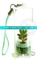 Wholesale MIni cactus,Pet tree.Mini plant