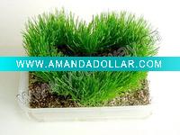 Magic grass
