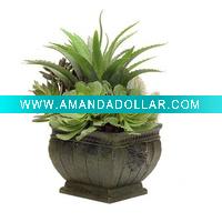 Tropical house plants