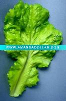 Wholesale Artificial Lettuce Vegetable