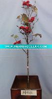Wholesale Wild Fruit----artificial flowers for home decoration and gift