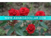 red rose