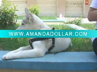 Wholesale Fashion Pet Collar and Leash for dog