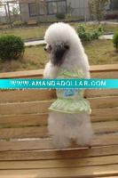 Wholesale New arrival!! lovely cotton material dog skirt hot selling