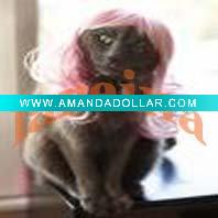 Wholesale Pet cat wigs 53