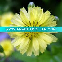 high quality decorative canvas prints