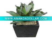 Wholesale Medium-sized potted desert plants
