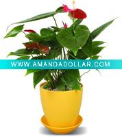 Small round flower pot