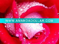 Wholesale 100% pure herbal rose oil
