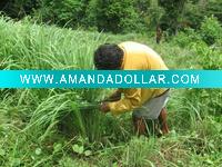 Wholesale Organic Lemongrass Hydrosol