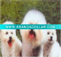 Wholesale glossy texture photo grade cold laminating film
