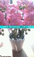 Wholesale artificial flower,Cineraria