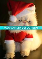 Wholesale santa hat