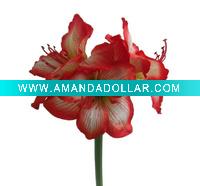 Decorative amaryllis flower