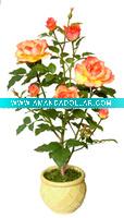 Wholesale 24"HARRY ROSE PLANT BONSAI X 7 FLWS