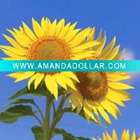 Printing pp paper glossy